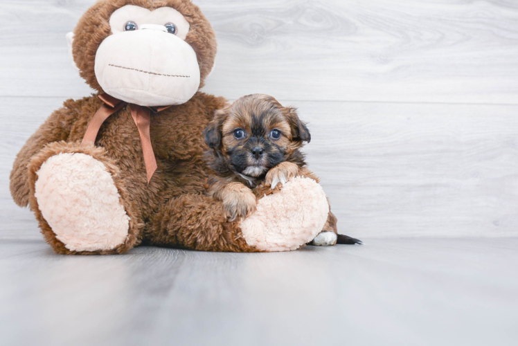 Shih Poo Pup Being Cute