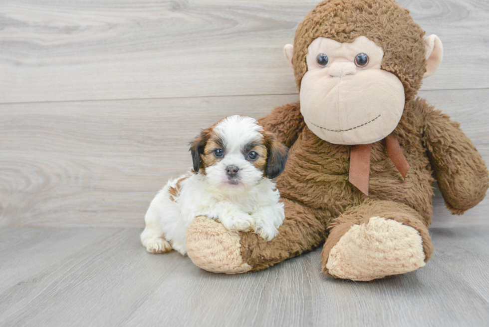 Shih Poo Pup Being Cute