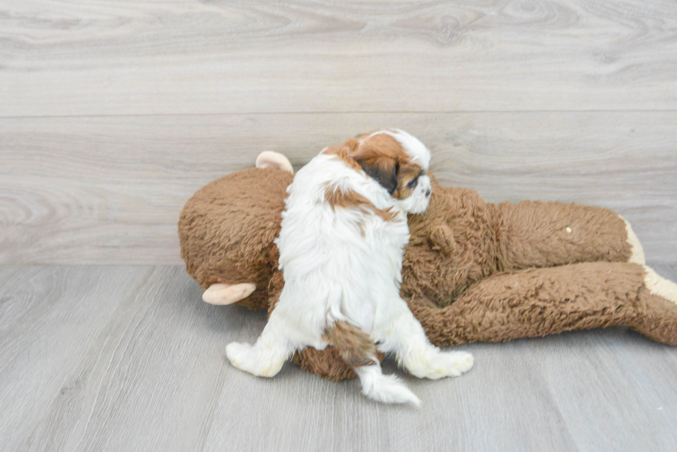 Petite Shih Poo Poodle Mix Pup