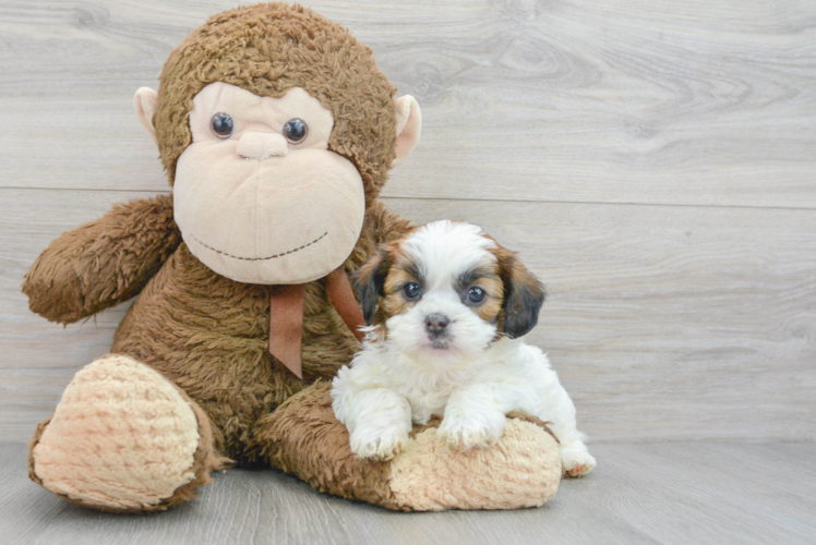 Shih Poo Puppy for Adoption