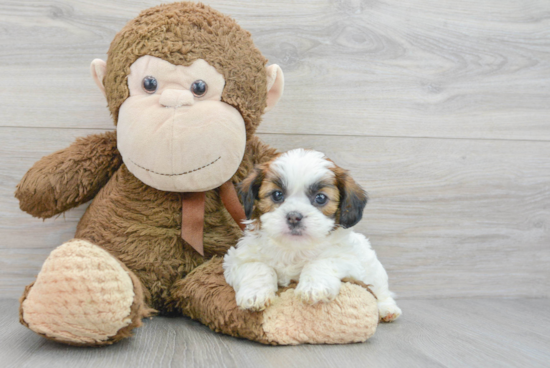 Shih Poo Puppy for Adoption