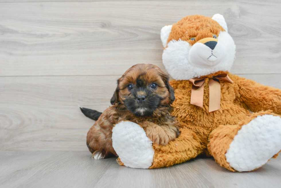 Shih Poo Puppy for Adoption