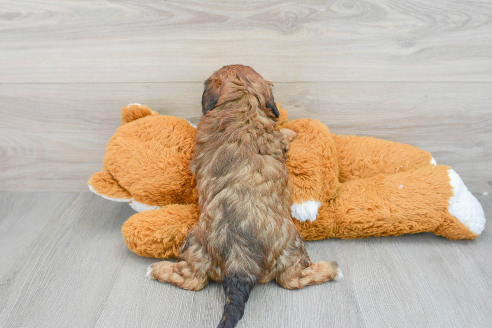 Adorable Shih Poo Poodle Mix Puppy