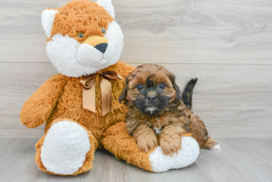 Shih Poo Pup Being Cute