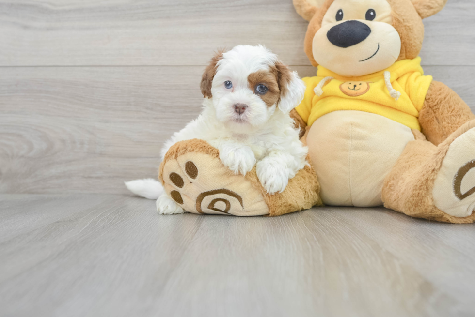 Shih Poo Puppy for Adoption