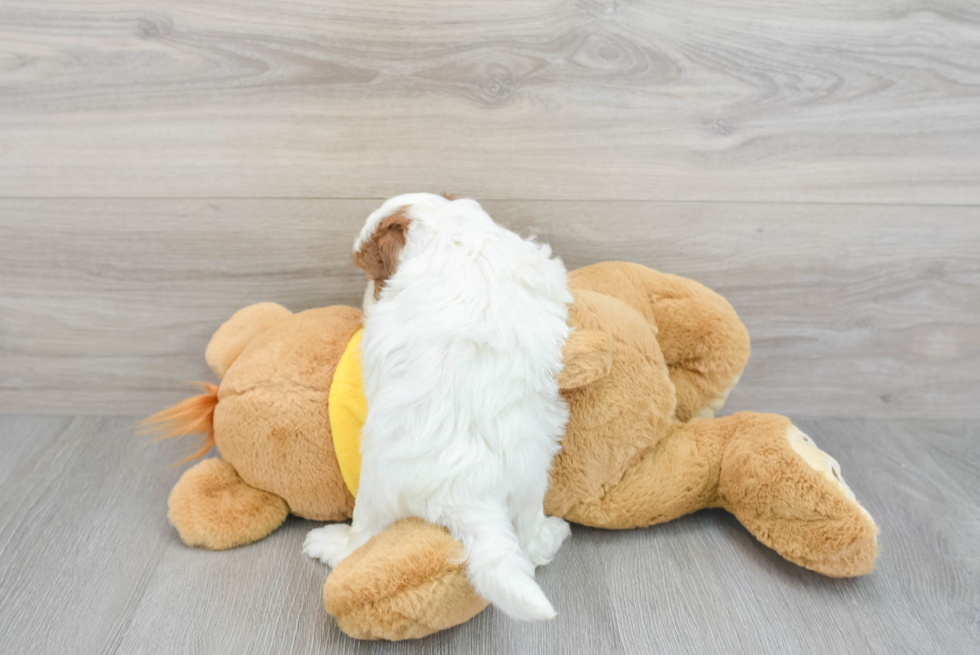 Shih Poo Pup Being Cute