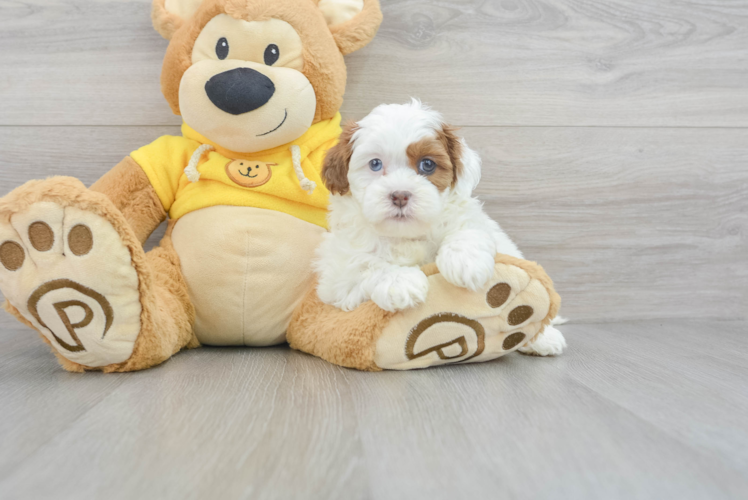 Adorable Shih Poo Poodle Mix Puppy