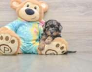 5 week old Shih Poo Puppy For Sale - Premier Pups