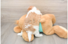 Shih Poo Pup Being Cute