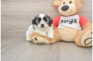 Shih Poo Puppy for Adoption