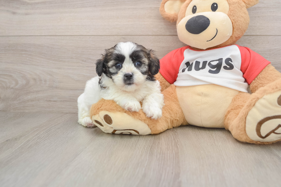 Shih Poo Puppy for Adoption