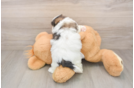 Best Shih Poo Baby