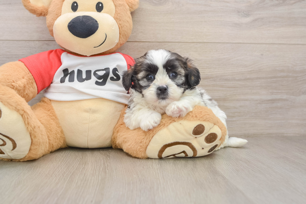 Friendly Shih Poo Baby