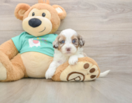 8 week old Shih Poo Puppy For Sale - Premier Pups