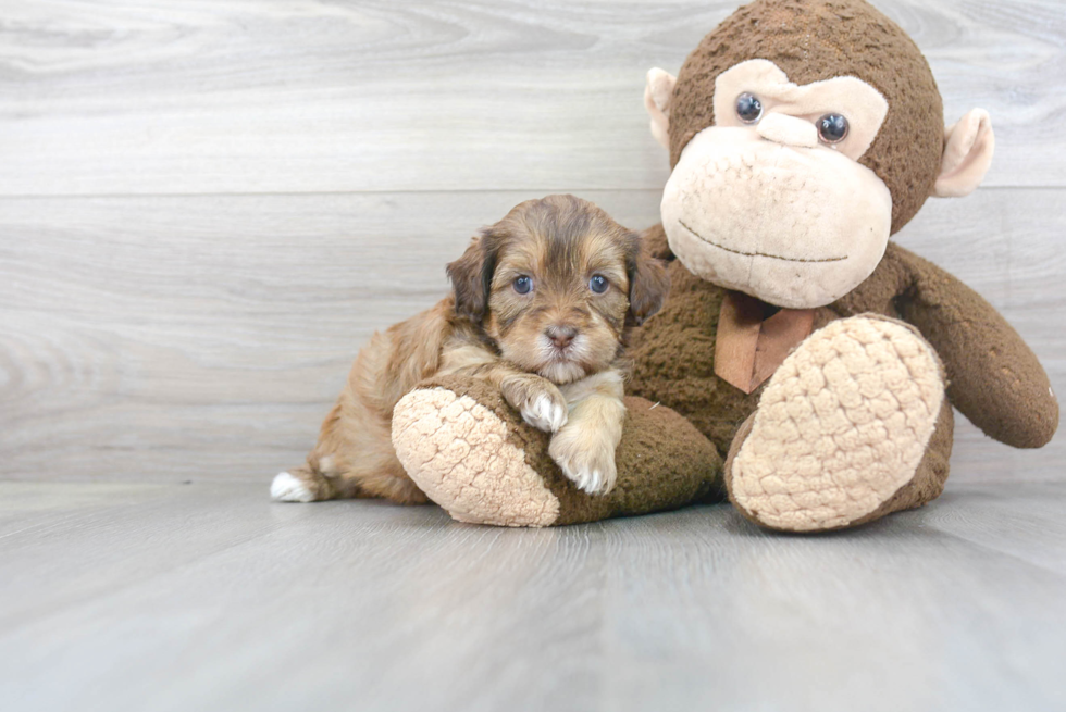 Playful Shihpoo Poodle Mix Puppy