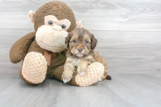 Hypoallergenic Shihpoo Poodle Mix Puppy