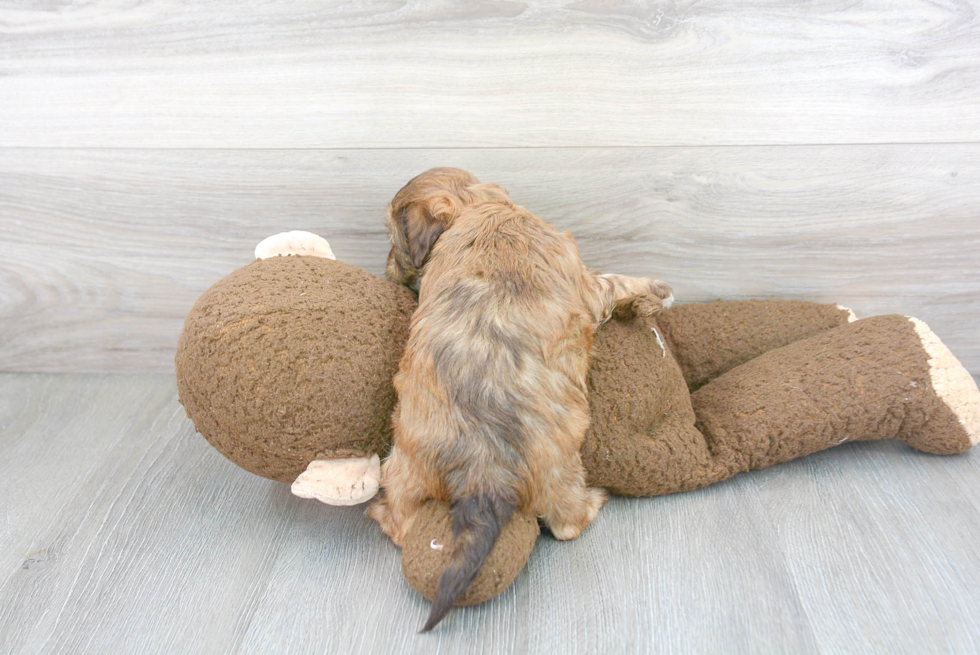 Fluffy Shih Poo Poodle Mix Pup