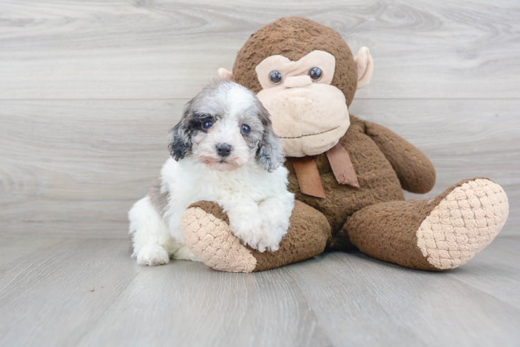 Cute Shih Poo Baby