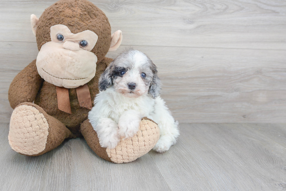 Small Shih Poo Baby