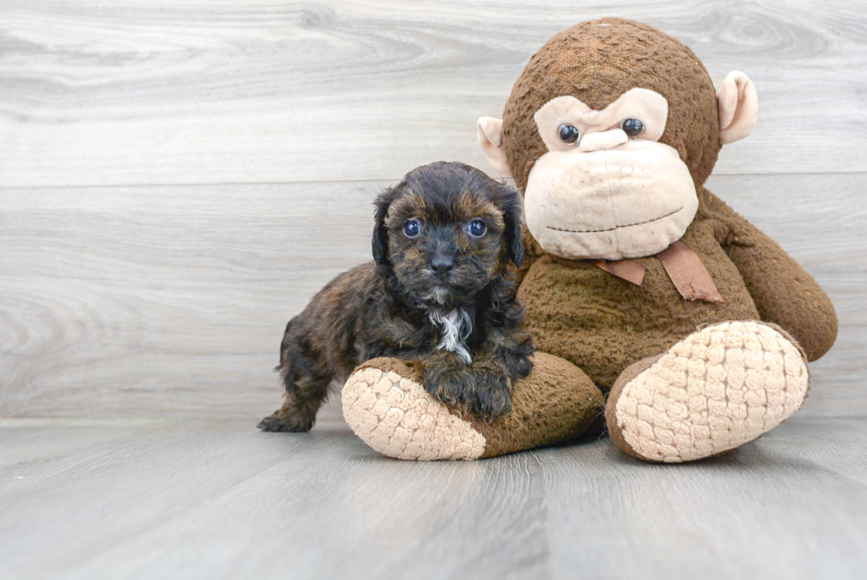 Shih Poo Puppy for Adoption