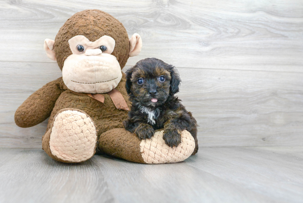 Popular Shih Poo Poodle Mix Pup