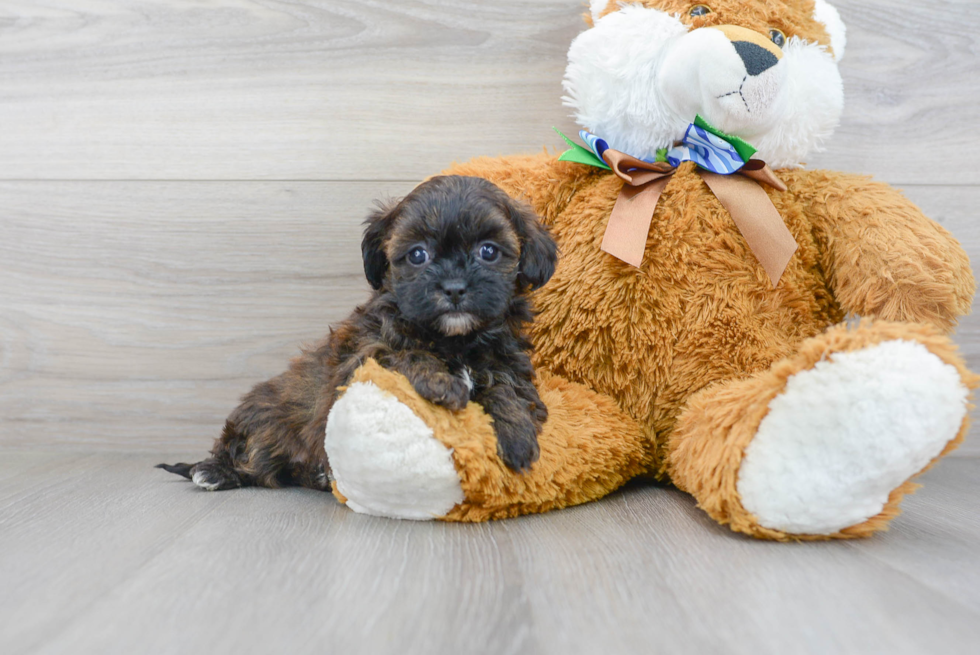 Shih Poo Puppy for Adoption