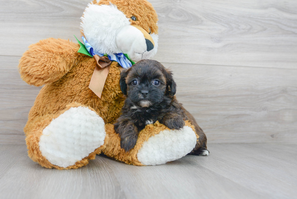 Shih Poo Pup Being Cute