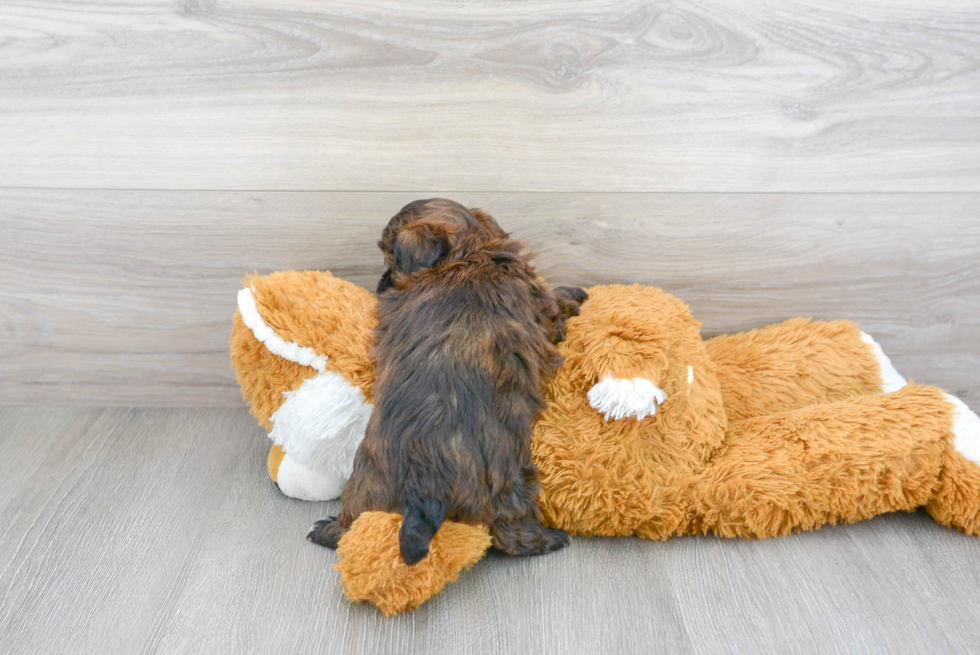 Shih Poo Pup Being Cute