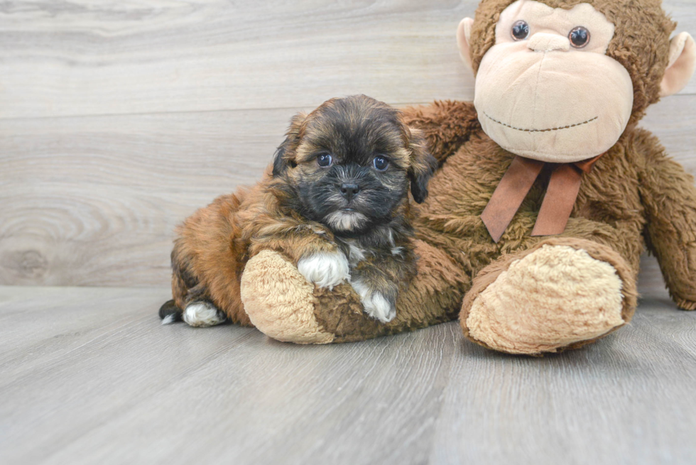 Hypoallergenic Shih Poo Poodle Mix Puppy