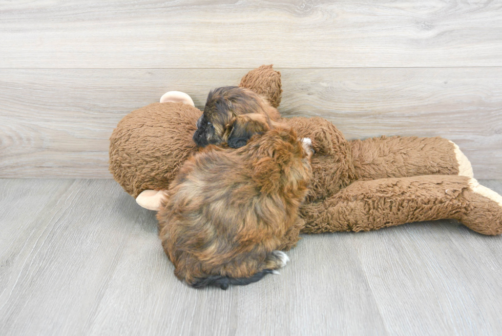 Popular Shih Poo Poodle Mix Pup