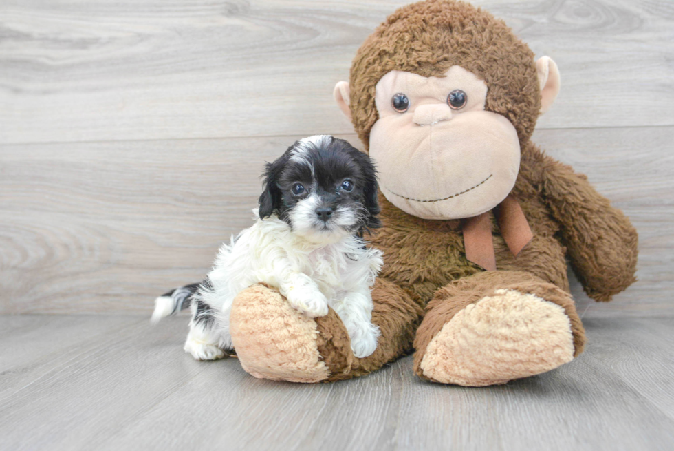 Smart Shih Poo Poodle Mix Pup