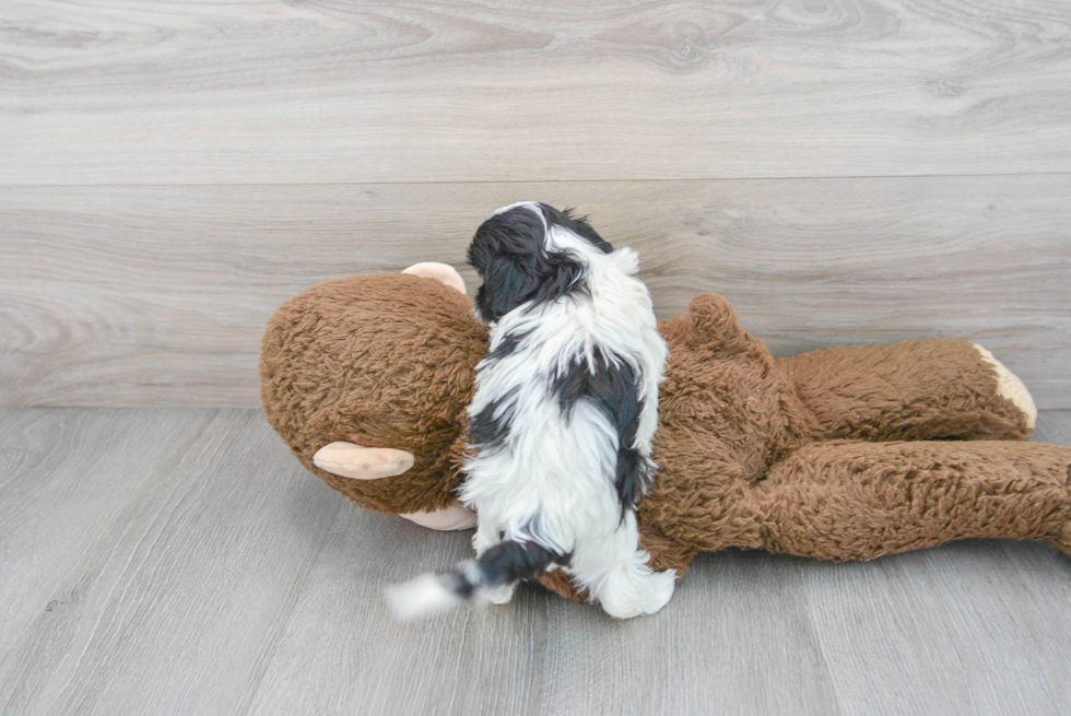 Smart Shih Poo Poodle Mix Pup