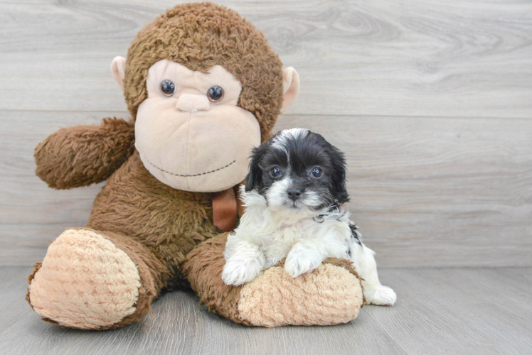 Cute Shih Poo Baby