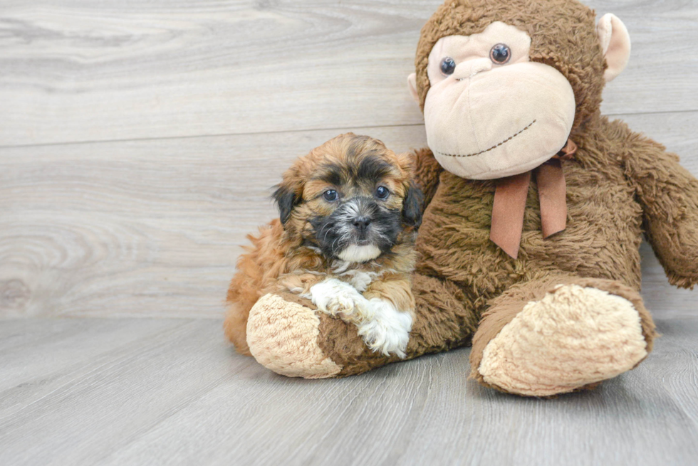 Best Shih Poo Baby