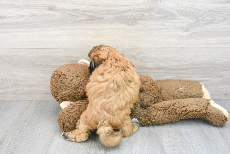 Hypoallergenic Shihpoo Poodle Mix Puppy