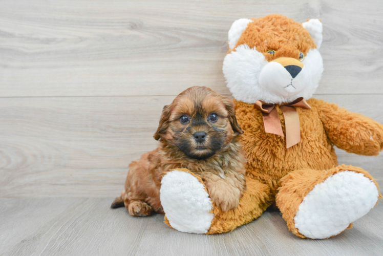 Shih Poo Pup Being Cute