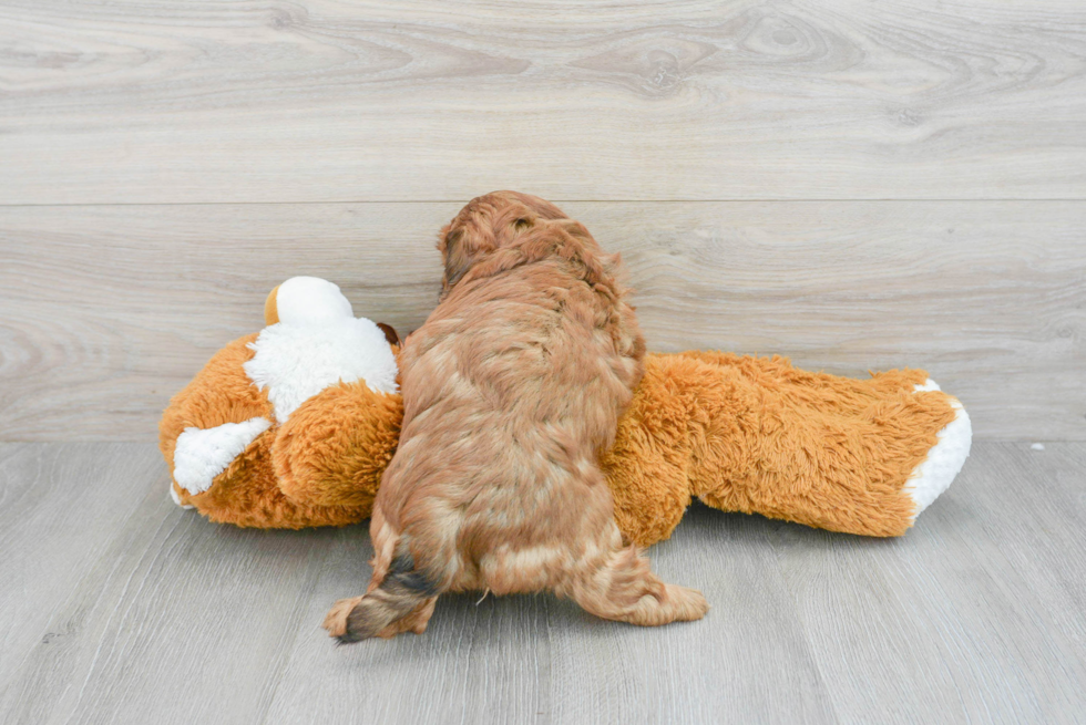 Friendly Shih Poo Baby