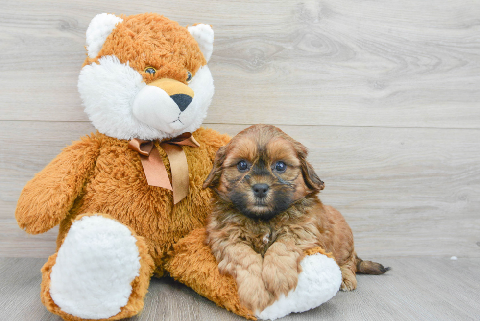 Shih Poo Pup Being Cute