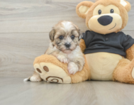 8 week old Shih Poo Puppy For Sale - Premier Pups