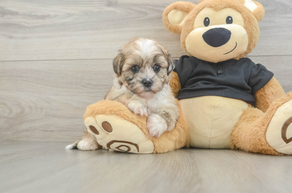 6 week old Shih Poo Puppy For Sale - Premier Pups