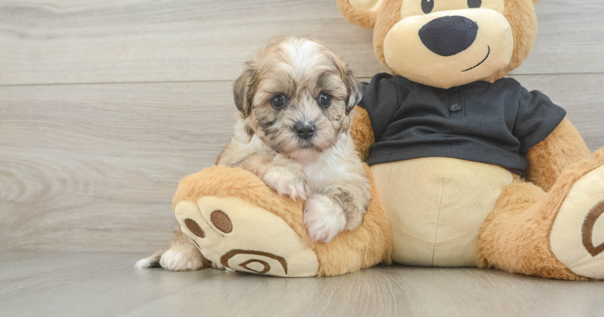 Playful Shih Poo Magic: 3lb 9oz Doodle Puppy