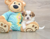 5 week old Shih Poo Puppy For Sale - Premier Pups