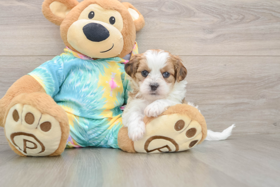 Adorable Shih Poo Poodle Mix Puppy