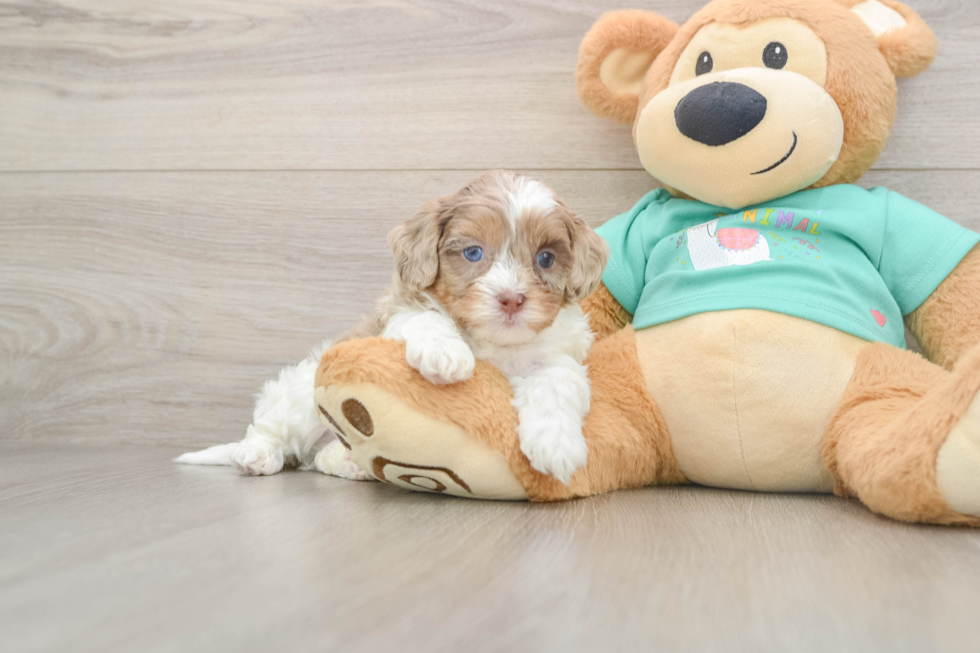 Funny Shih Poo Poodle Mix Pup