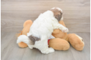 Best Shih Poo Baby