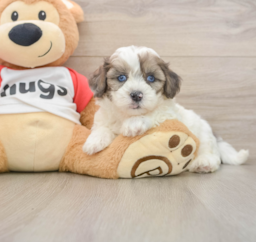 7 week old Shih Poo Puppy For Sale - Premier Pups