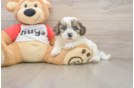 Best Shih Poo Baby