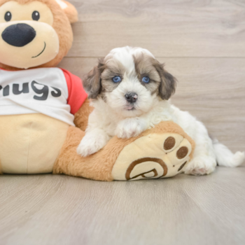 Best Shih Poo Baby