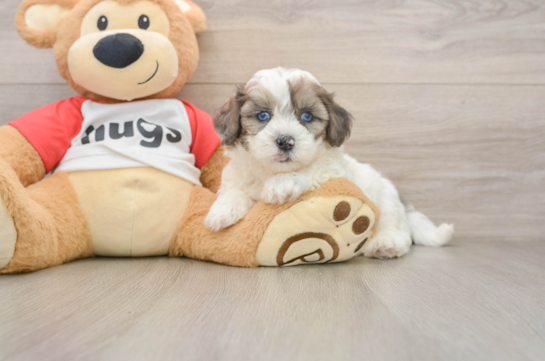 Best Shih Poo Baby