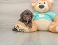 7 week old Shih Poo Puppy For Sale - Premier Pups